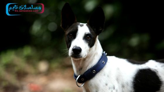 فيلم Alangu 2024 مترجم