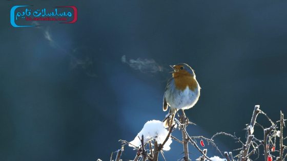 فيلم Attenborough’s Wonder of Song 2022 مترجم